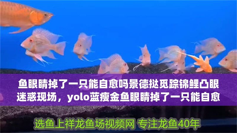 魚眼睛掉了一只能自愈嗎景德撻覓蹤錦鯉凸眼迷惑現場，yolo藍瘦金魚眼睛掉了一只能自愈嗎景德撻覓蹤