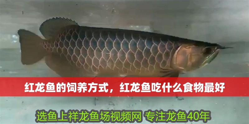 紅龍魚的飼養(yǎng)方式，紅龍魚吃什么食物最好