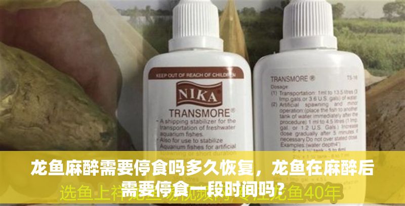 龍魚麻醉需要停食嗎多久恢復，龍魚在麻醉后需要停食一段時間嗎？