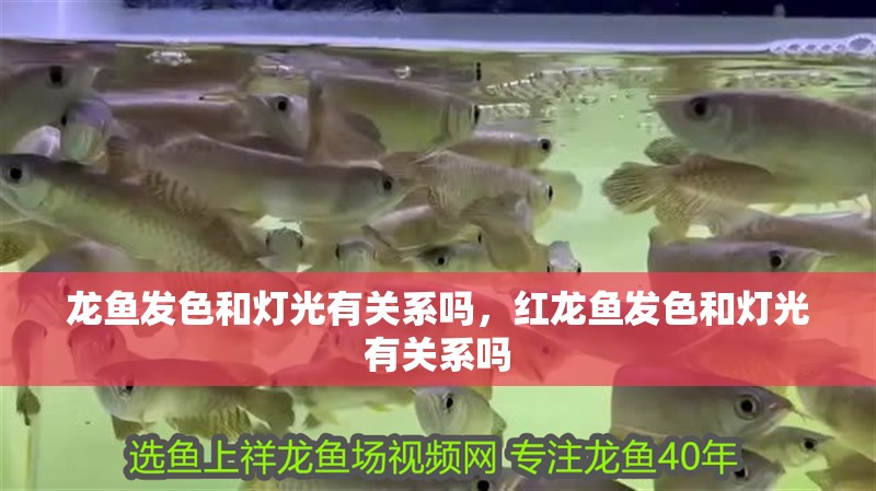 龍魚發色和燈光有關系嗎，紅龍魚發色和燈光有關系嗎