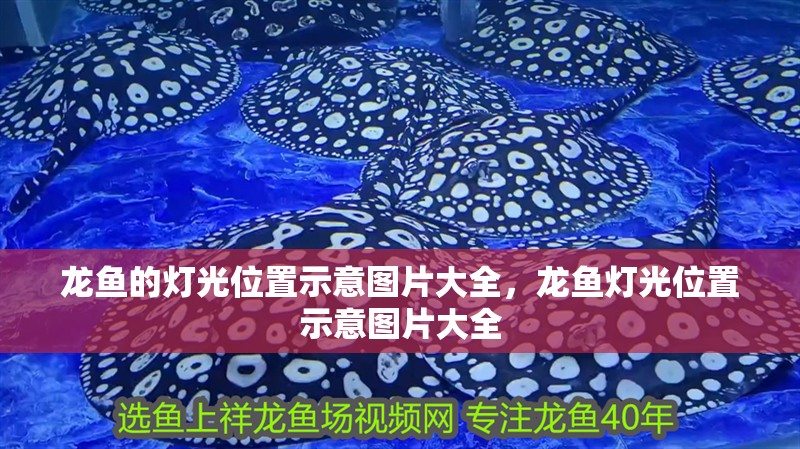龍魚(yú)的燈光位置示意圖片大全，龍魚(yú)燈光位置示意圖片大全
