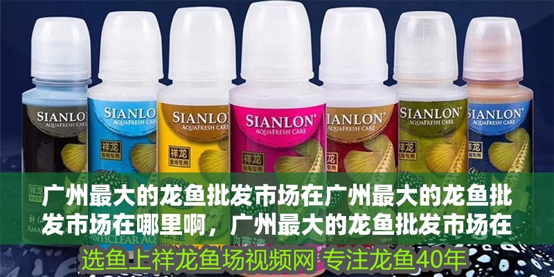 廣州最大的龍魚批發市場在廣州最大的龍魚批發市場在哪里啊，廣州最大的龍魚批發市場在哪里