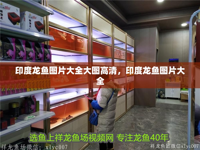 印度龍魚圖片大全大圖高清，印度龍魚圖片大全