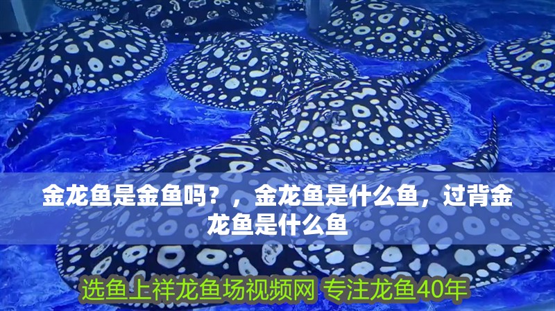 金龍魚是金魚嗎？，金龍魚是什么魚，過背金龍魚是什么魚