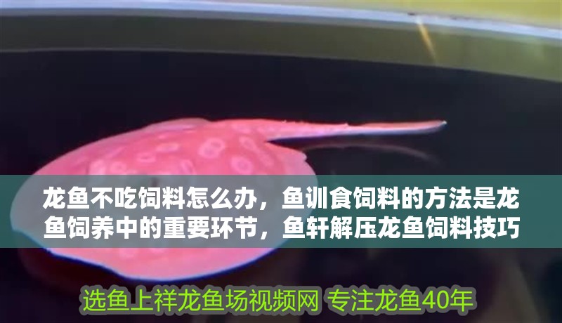 龍魚不吃飼料怎么辦，魚訓食飼料的方法是龍魚飼養中的重要環節，魚軒解壓龍魚飼料技巧