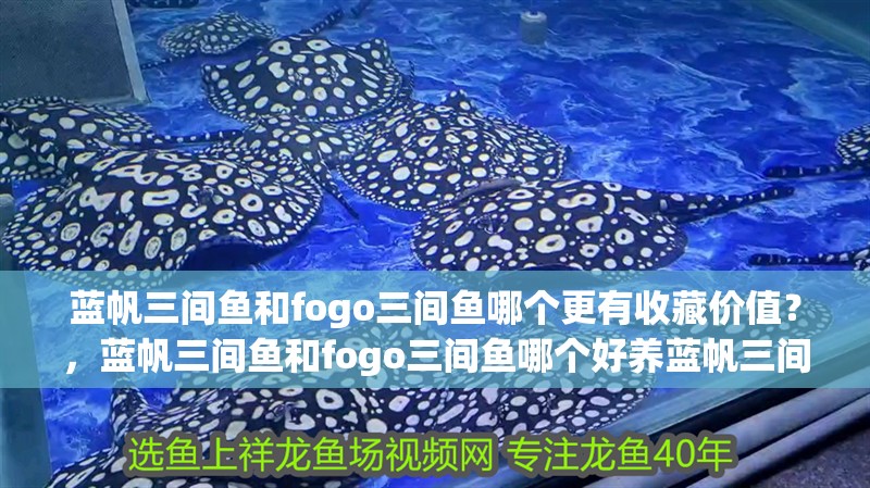 藍帆三間魚和fogo三間魚哪個更有收藏價值？，藍帆三間魚和fogo三間魚哪個好養藍帆三間魚好養嗎