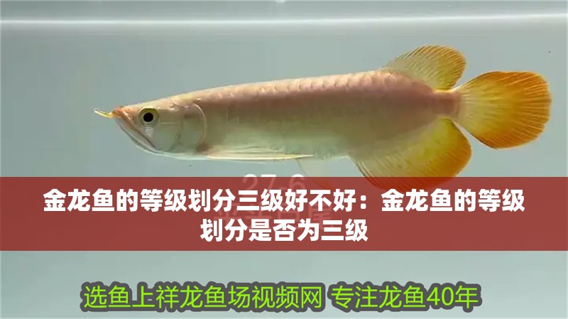 金龍魚的等級劃分三級好不好：金龍魚的等級劃分是否為三級