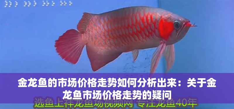 金龍魚的市場價格走勢如何分析出來：關于金龍魚市場價格走勢的疑問