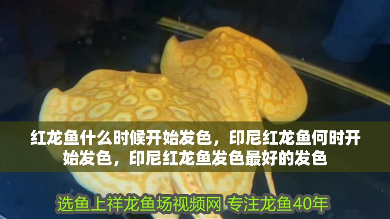 紅龍魚什么時候開始發色，印尼紅龍魚何時開始發色，印尼紅龍魚發色最好的發色