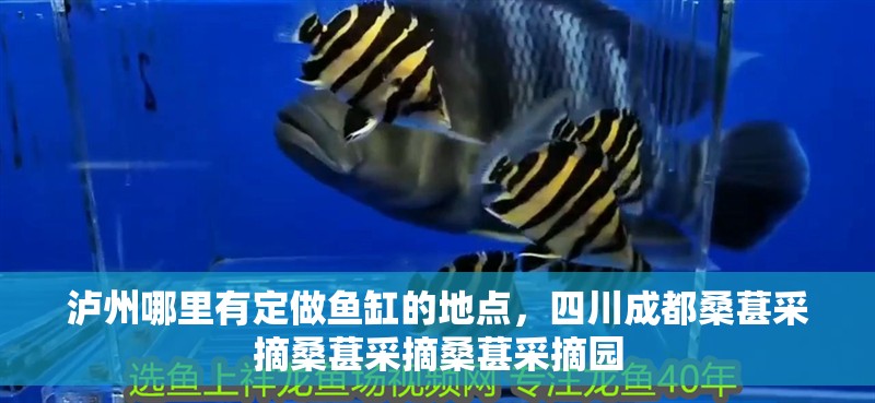 瀘州哪里有定做魚缸的地點，四川成都桑葚采摘桑葚采摘桑葚采摘園