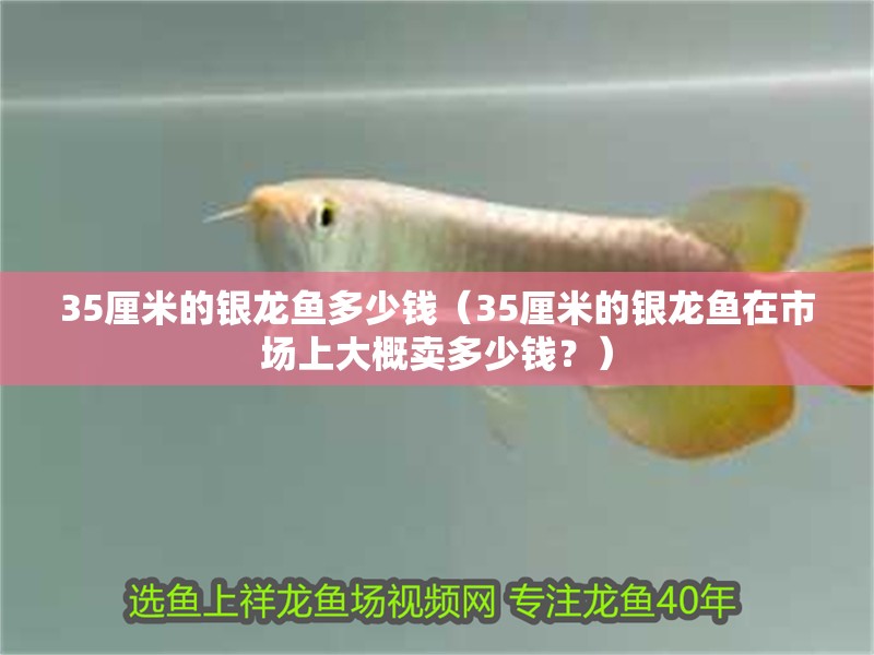 35厘米的銀龍魚(yú)多少錢(qián)（35厘米的銀龍魚(yú)在市場(chǎng)上大概賣(mài)多少錢(qián)？）