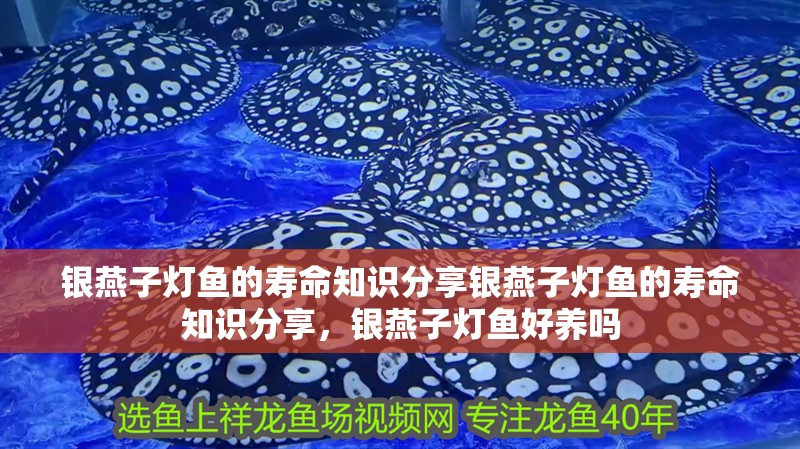 銀燕子燈魚的壽命知識分享銀燕子燈魚的壽命知識分享，銀燕子燈魚好養嗎