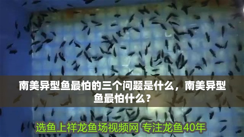 南美異型魚最怕的三個問題是什么，南美異型魚最怕什么？