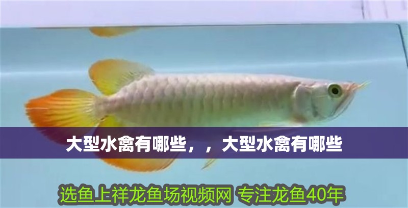 大型水禽有哪些，，大型水禽有哪些