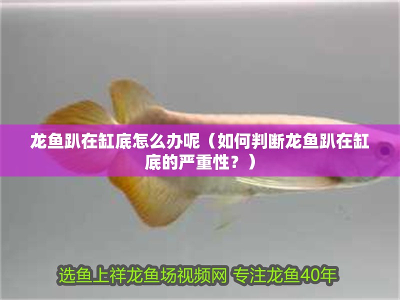 龍魚趴在缸底怎么辦呢（如何判斷龍魚趴在缸底的嚴重性？）