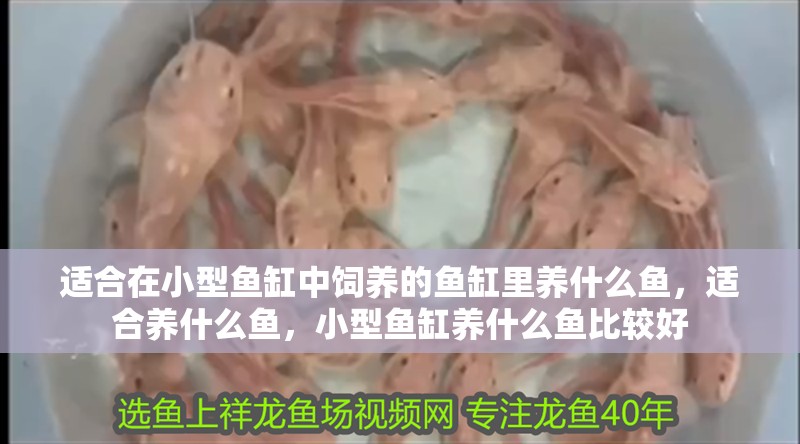 適合在小型魚缸中飼養的魚缸里養什么魚，適合養什么魚，小型魚缸養什么魚比較好