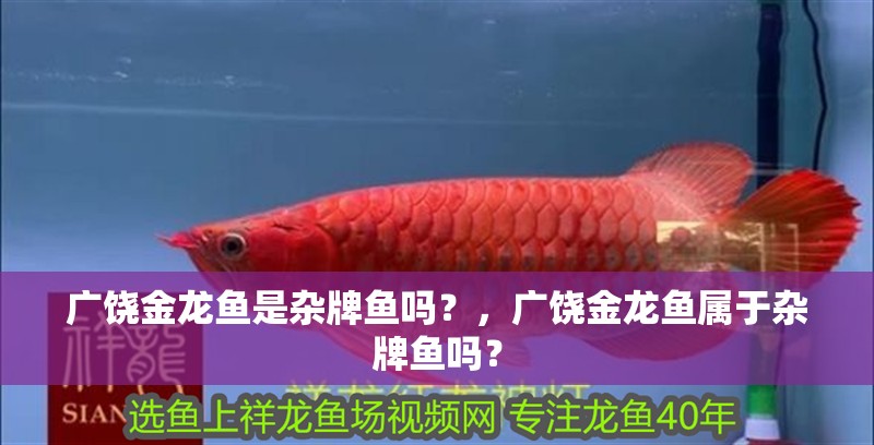 廣饒金龍魚是雜牌魚嗎？，廣饒金龍魚屬于雜牌魚嗎？