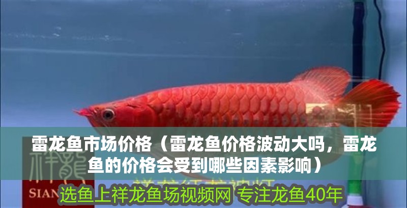 雷龍魚市場價(jià)格（雷龍魚價(jià)格波動大嗎，雷龍魚的價(jià)格會受到哪些因素影響）