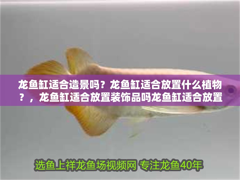 龍魚缸適合造景嗎？龍魚缸適合放置什么植物？，龍魚缸適合放置裝飾品嗎龍魚缸適合放置裝飾品嗎