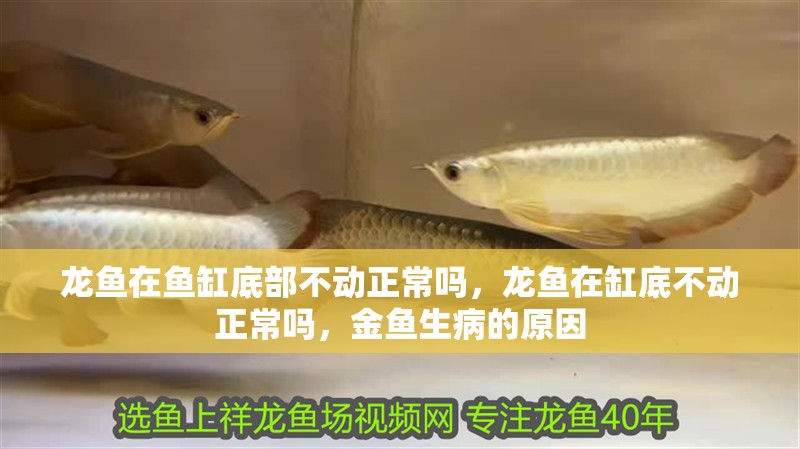 龍魚在魚缸底部不動正常嗎，龍魚在缸底不動正常嗎，金魚生病的原因