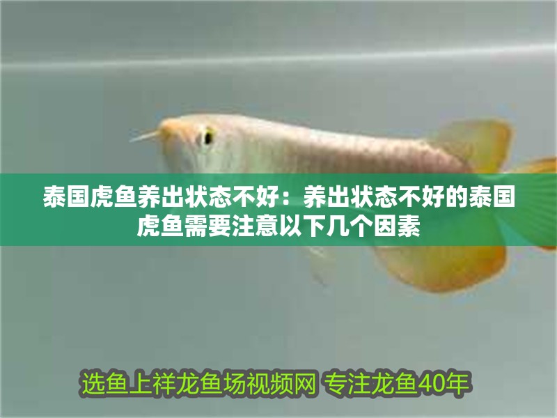 泰國虎魚養出狀態不好：養出狀態不好的泰國虎魚需要注意以下幾個因素