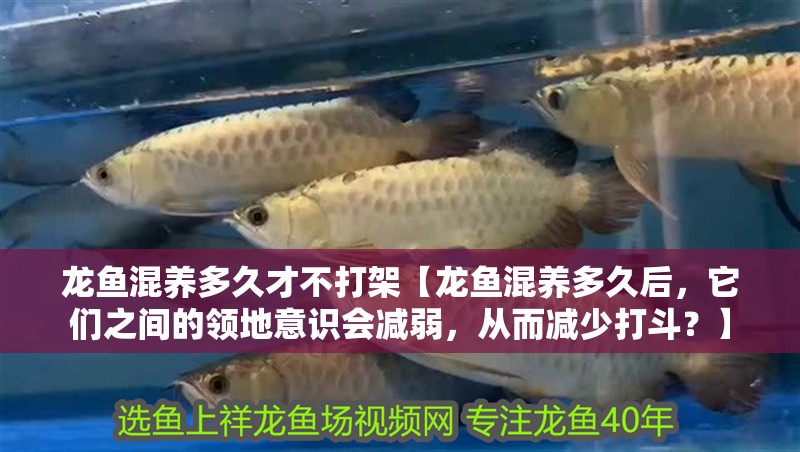 龍魚混養多久才不打架【龍魚混養多久后，它們之間的領地意識會減弱，從而減少打斗？】