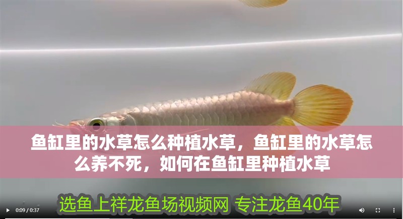 魚缸里的水草怎么種植水草，魚缸里的水草怎么養不死，如何在魚缸里種植水草