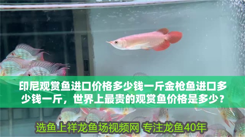 印尼觀賞魚進口價格多少錢一斤金槍魚進口多少錢一斤，世界上最貴的觀賞魚價格是多少？