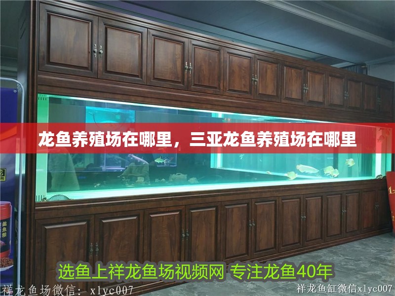 龍魚養殖場在哪里，三亞龍魚養殖場在哪里