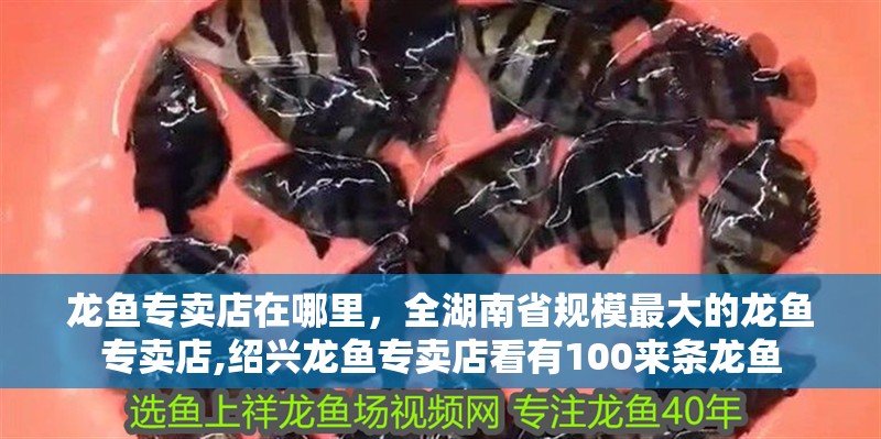 龍魚專賣店在哪里，全湖南省規模最大的龍魚專賣店,紹興龍魚專賣店看有100來條龍魚