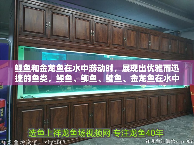 鯉魚和金龍魚在水中游動時，展現出優雅而迅捷的魚類，鯉魚、鯽魚、鳙魚、金龍魚在水中游動時，都展現出優雅而迅捷的動作