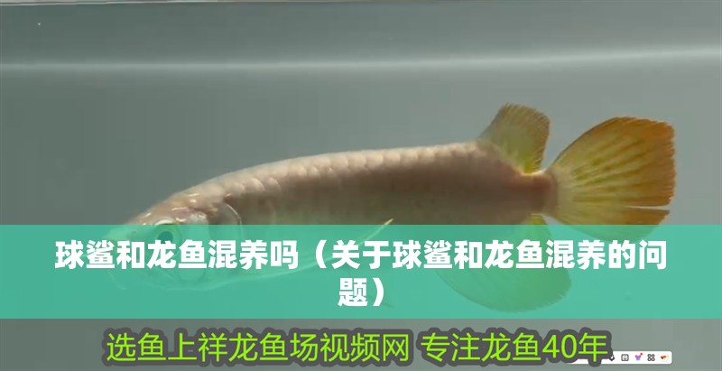 球鯊和龍魚混養嗎（關于球鯊和龍魚混養的問題）