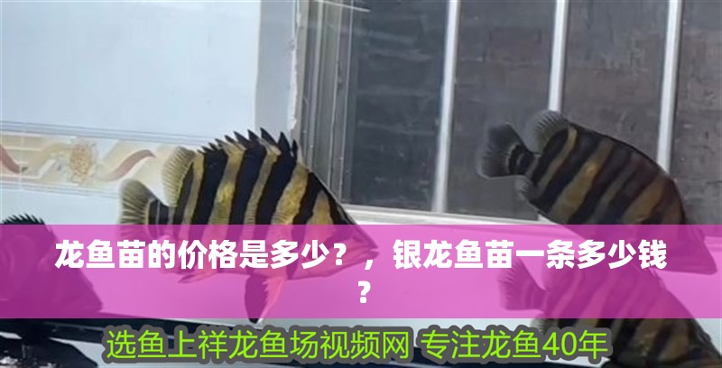 龍魚苗的價格是多少？，銀龍魚苗一條多少錢？