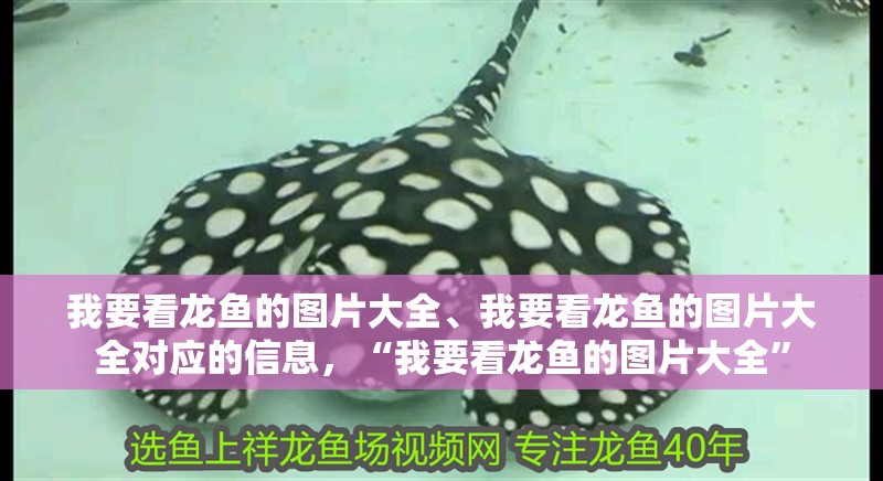 我要看龍魚的圖片大全、我要看龍魚的圖片大全對應的信息，“我要看龍魚的圖片大全”