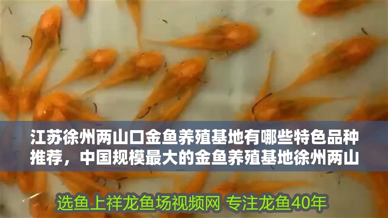 江蘇徐州兩山口金魚養殖基地有哪些特色品種推薦，中國規模最大的金魚養殖基地徐州兩山口金魚養殖基地