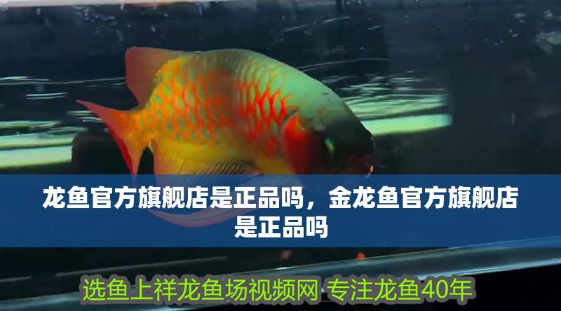 龍魚(yú)官方旗艦店是正品嗎，金龍魚(yú)官方旗艦店是正品嗎