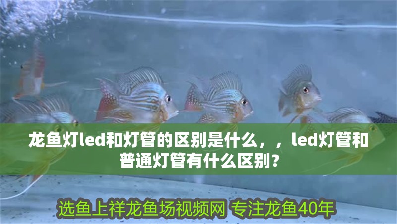 龍魚燈led和燈管的區別是什么，，led燈管和普通燈管有什么區別？