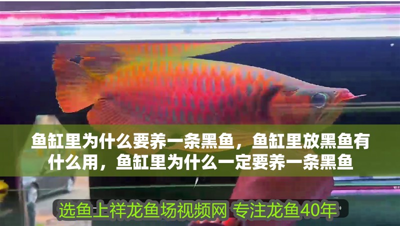 魚缸里為什么要養一條黑魚，魚缸里放黑魚有什么用，魚缸里為什么一定要養一條黑魚