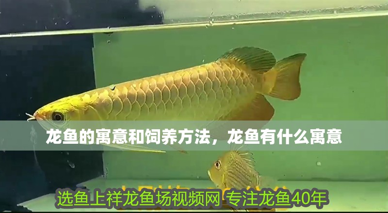龍魚的寓意和飼養方法，龍魚有什么寓意