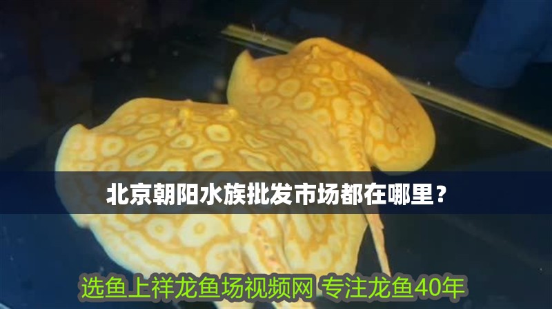 北京朝陽水族批發市場都在哪里？
