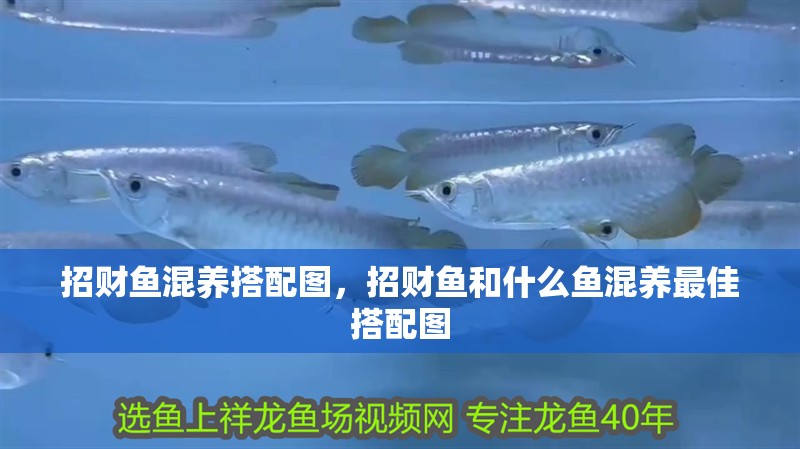 招財魚混養(yǎng)搭配圖，招財魚和什么魚混養(yǎng)最佳搭配圖