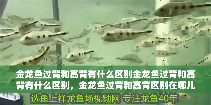 金龍魚過背和高背有什么區別金龍魚過背和高背有什么區別，金龍魚過背和高背區別在哪兒啊
