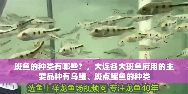 斑魚的種類有哪些？，大連各大斑魚府用的主要品種有烏鱧、斑點鰩魚的種類