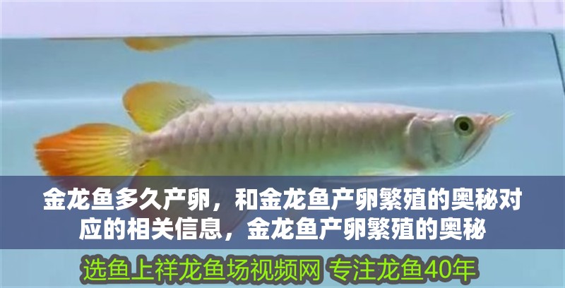 金龍魚多久產卵，和金龍魚產卵繁殖的奧秘對應的相關信息，金龍魚產卵繁殖的奧秘