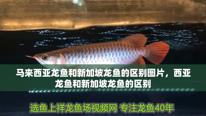 馬來西亞龍魚和新加坡龍魚的區(qū)別圖片，西亞龍魚和新加坡龍魚的區(qū)別
