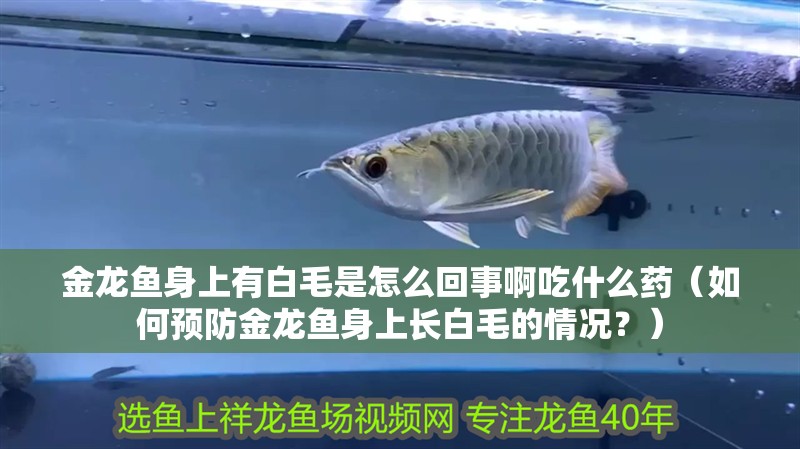 金龍魚身上有白毛是怎么回事啊吃什么藥（如何預防金龍魚身上長白毛的情況？）
