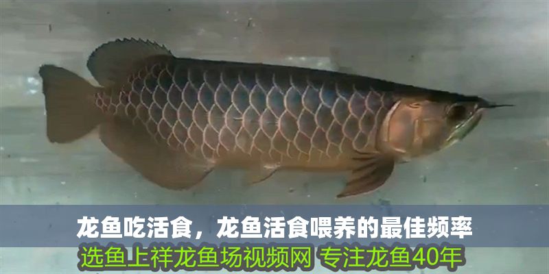 龍魚吃活食，龍魚活食喂養的最佳頻率