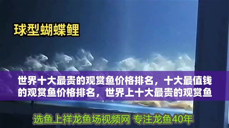 世界十大最貴的觀賞魚價格排名，十大最值錢的觀賞魚價格排名，世界上十大最貴的觀賞魚價格排名