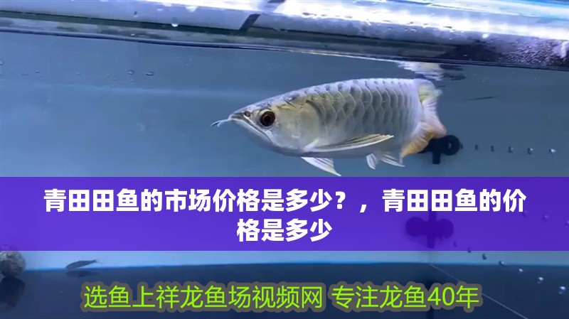 青田田魚的市場價格是多少？，青田田魚的價格是多少