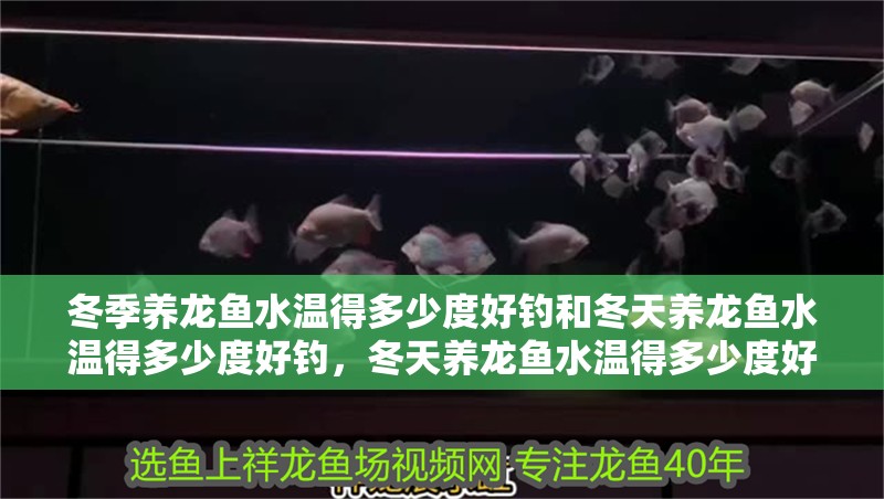 冬季養(yǎng)龍魚水溫得多少度好釣和冬天養(yǎng)龍魚水溫得多少度好釣，冬天養(yǎng)龍魚水溫得多少度好釣